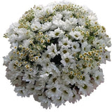 Daisy Tanacetum and White Chrysanthemum Bouquet - Flowers Box London