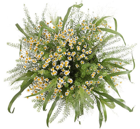 Daisy Tanacetum in Greenery Bouquet