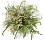 Daisy Tanacetum in Greenery Box