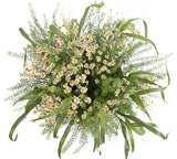 Daisy Tanacetum in Greenery Box