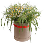 Daisy Tanacetum in Greenery Box