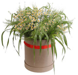 Daisy Tanacetum in Greenery Box