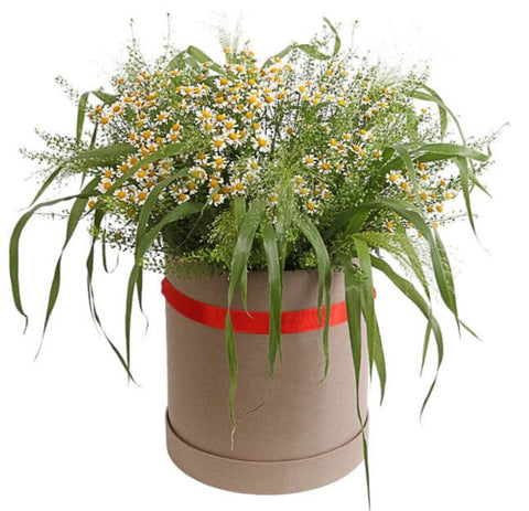 Daisy Tanacetum in Greenery Box