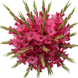 Dark Pink Gladioli Bouquet - Flowers Box London