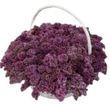 Dark Purple Lilac Basket - Flowers Box London