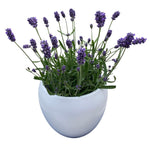 Decorative Fresh Lavender in Ceramic Pot