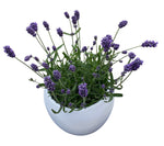 Decorative Fresh Lavender in Ceramic Pot