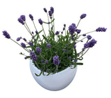 Decorative Fresh Lavender in Ceramic Pot