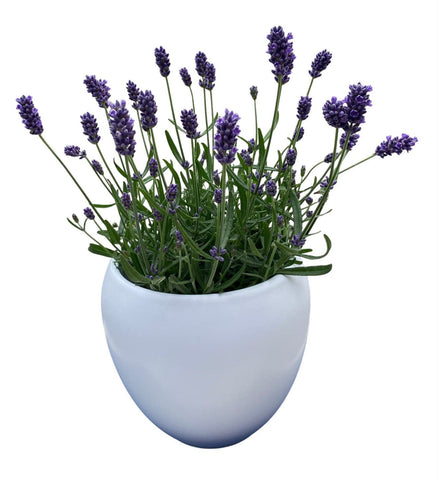 Decorative Fresh Lavender in Ceramic Pot