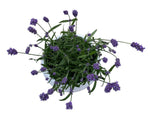 Decorative Fresh Lavender in Ceramic Pot
