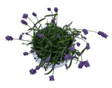 Decorative Fresh Lavender in Ceramic Pot