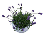 Decorative Fresh Lavender in Ceramic Pot