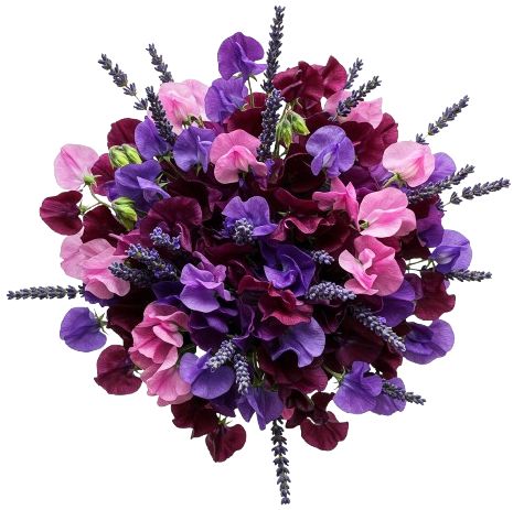 Deep Purple and Pink Sweet Pea Bouquet with Lavender
