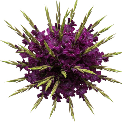 Deep Purple Gladioli Bouquet