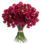 Deep Red Sweet Pea Bouquet - Flowers Box London