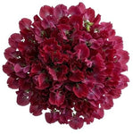 Deep Red Sweet Pea Bouquet - Flowers Box London