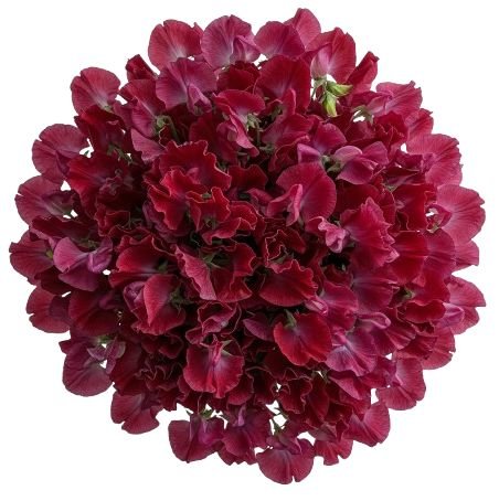 Deep Red Sweet Pea Bouquet - Flowers Box London