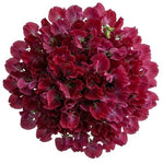Deep Red Sweet Pea Bouquet