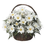Delightful Basket of Daisy with Gypsophila - Flowers Box London