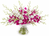 Delightful Dendrobium Orchids Bouquet - Flowers Box London