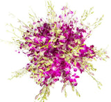 Delightful Dendrobium Orchids Bouquet - Flowers Box London