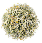 Delightful Duo Tanacetum Bouquet
