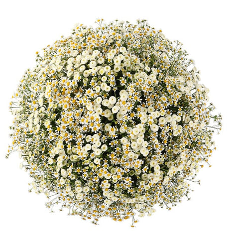 Delightful Duo Tanacetum Bouquet