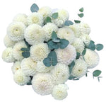Dhalia Bouquet with Eucalyptus - Flowers Box London