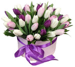 Dreams of Spring Tulips in Box