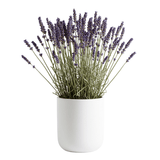 Dried Lavender Arrangement in a Pot - Flowers Box London