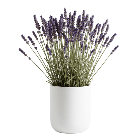 Dried Lavender Arrangement in a Pot - Flowers Box London