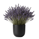 Dried Lavender Arrangement in a Pot - Flowers Box London