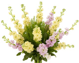 Duo Colour of Stock With Green Bell Bouquet - Flowers Box London