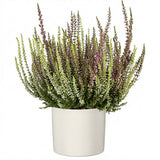 Duo Heather in Ceramic Pot - Flowers Box London