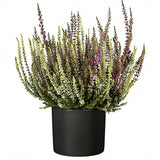 Duo Heather in Ceramic Pot - Flowers Box London