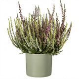 Duo Heather in Ceramic Pot - Flowers Box London