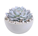 Echeveria Succulent in Bowl Pot - Flowers Box London