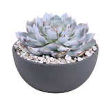 Echeveria Succulent in Bowl Pot - Flowers Box London