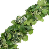 English Ivy White and Green Natural Garland - Flowers Box London