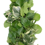 English Ivy White and Green Natural Garland - Flowers Box London