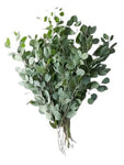 Eucaliptus Populus "Silver Dollar" – Elegant Foliage for Fresh and Dried Arrangements - Flowers Box London