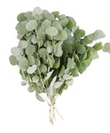 Eucaliptus Populus "Silver Dollar" – Elegant Foliage for Fresh and Dried Arrangements - Flowers Box London