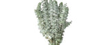 Eucalyptus Baby Blue - The Perfect Touch of Freshness and Elegance - Flowers Box London
