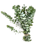 Eucalyptus Cinerea – A Stylish, Versatile Addition to Any Decor - Flowers Box London