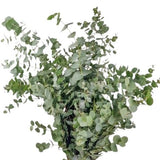 Eucalyptus Cinerea – A Stylish, Versatile Addition to Any Decor - Flowers Box London
