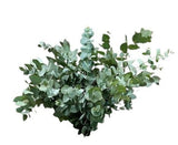 Eucalyptus Cinerea – A Stylish, Versatile Addition to Any Decor - Flowers Box London
