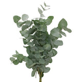 Eucalyptus Cinerea – A Stylish, Versatile Addition to Any Decor - Flowers Box London