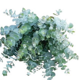 Eucalyptus Gunny Azura: Fresh, Fragrant, and Full of Charm - Flowers Box London
