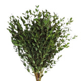 Eucalyptus Parvifolia - Beautiful, Lush Greenery for Home and Event Decor - Flowers Box London