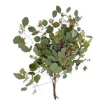 Eucalyptus Populus Berries – A Perfect Blend of Greenery and Berries